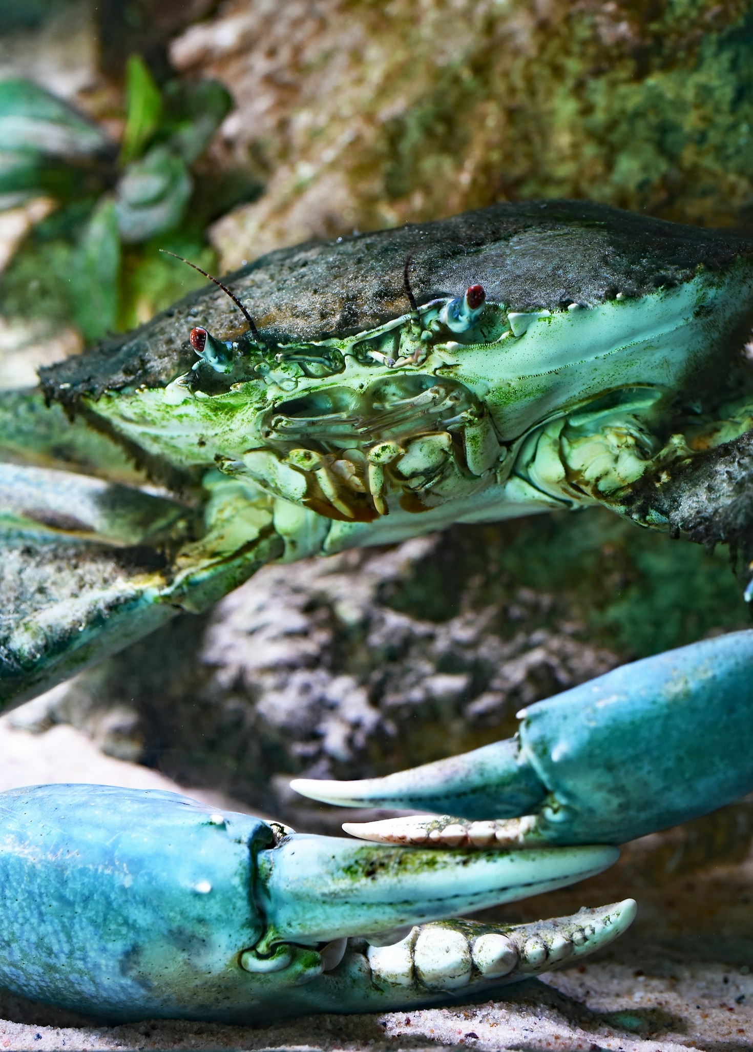 How To Select The Perfect Mud Crab