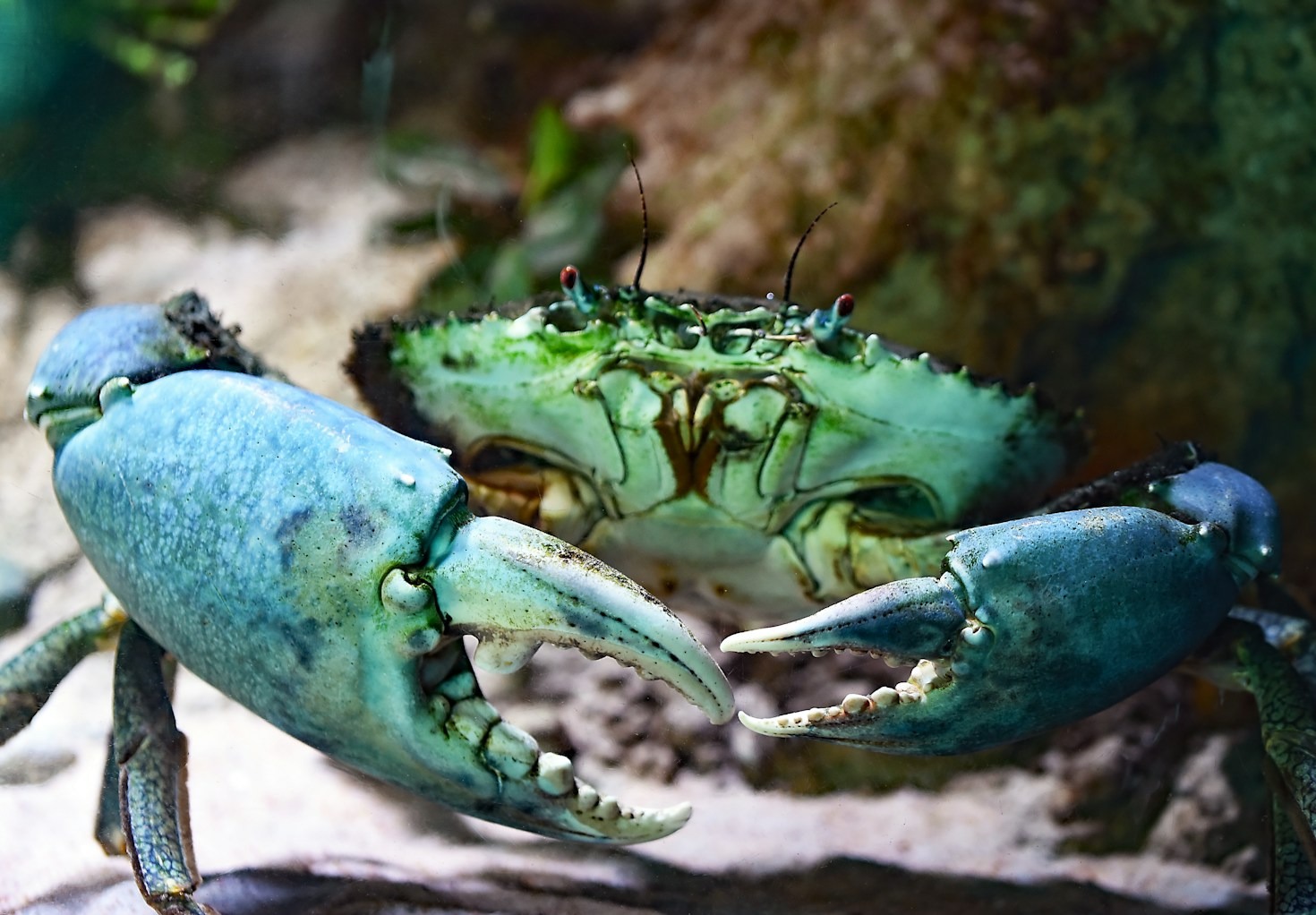 The Best Ways To Prepare Mangrove Crabs