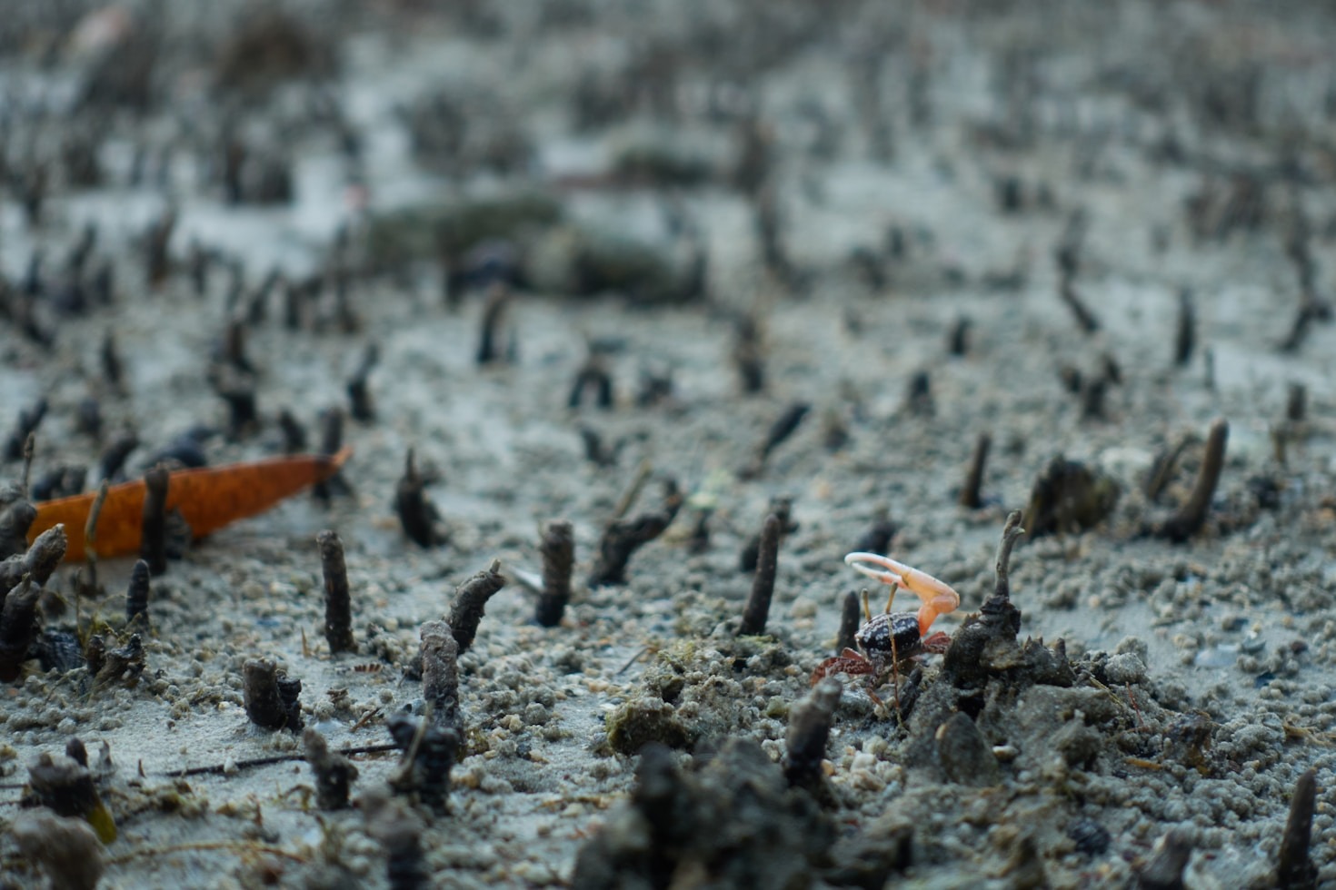 Why Our Mangrove Crabs Taste Better