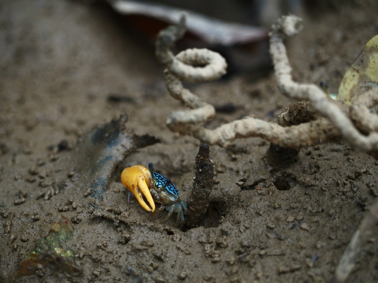 A Guide To Sustainable Crab Harvesting