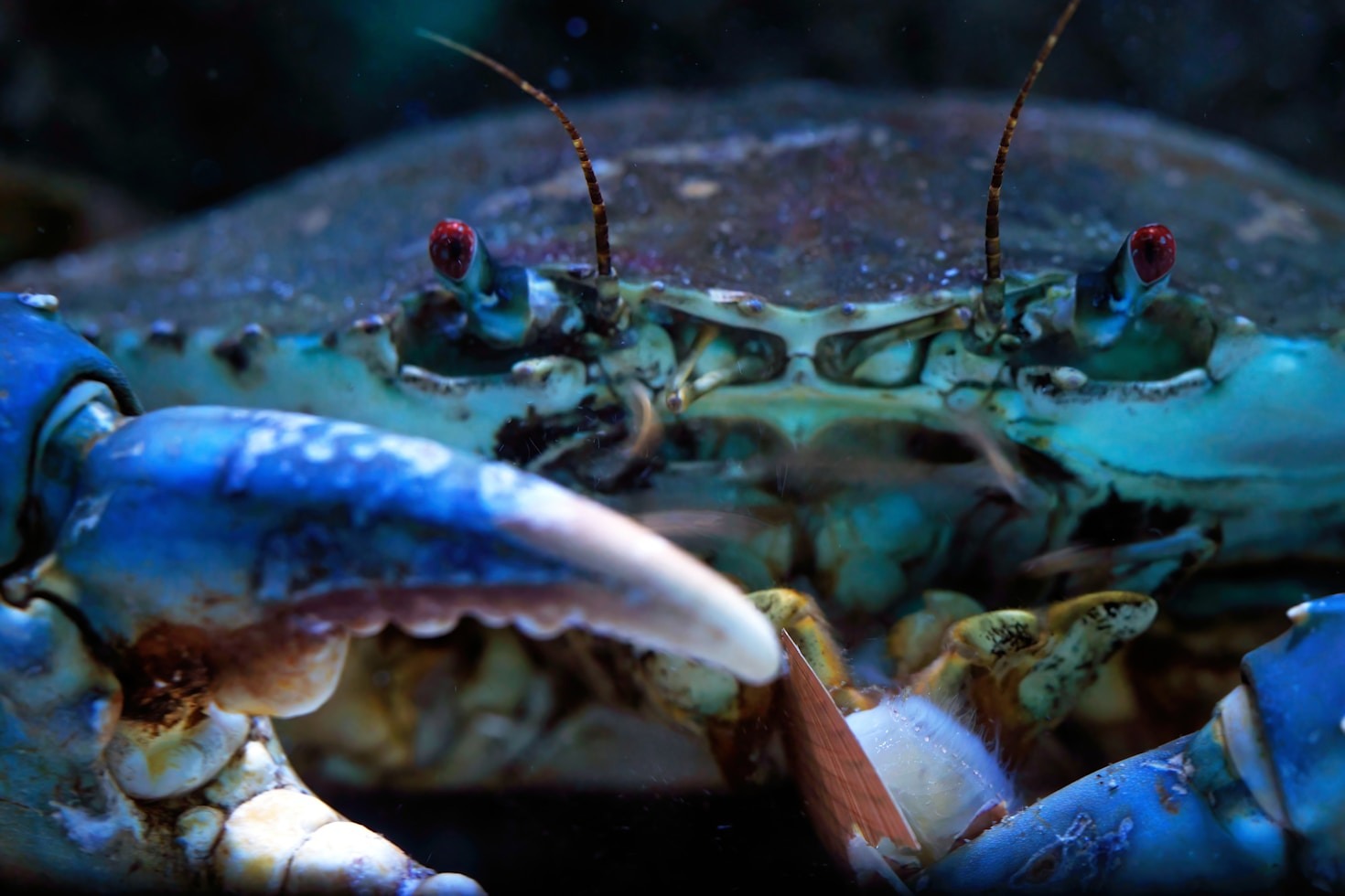 Top Crab Recipes For Your Next Dinner